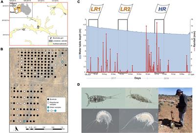 Getting to the Root of Organic Inputs in Groundwaters: Stygofaunal Plant Consumption in a Calcrete Aquifer